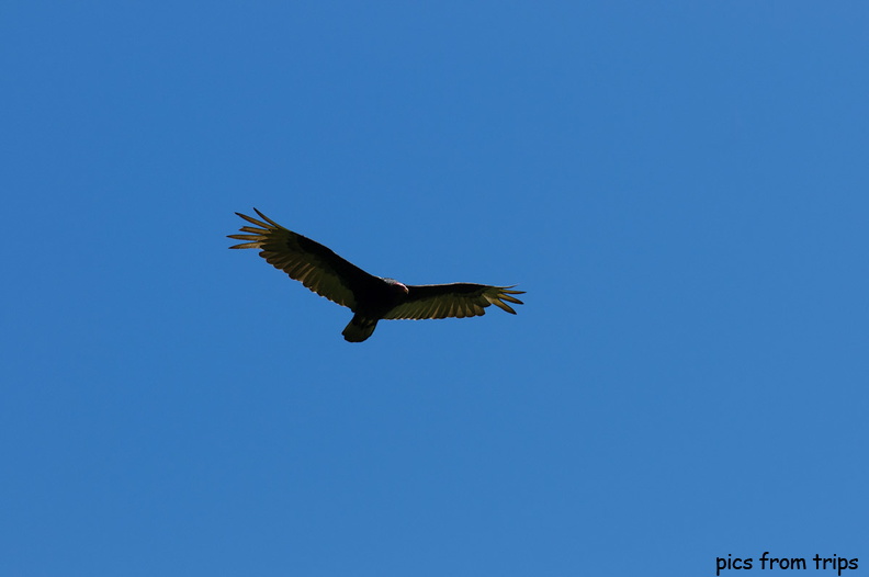 searching for food2010d13c192.jpg